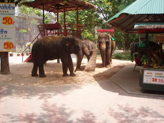 047-Слоны в зоопарке